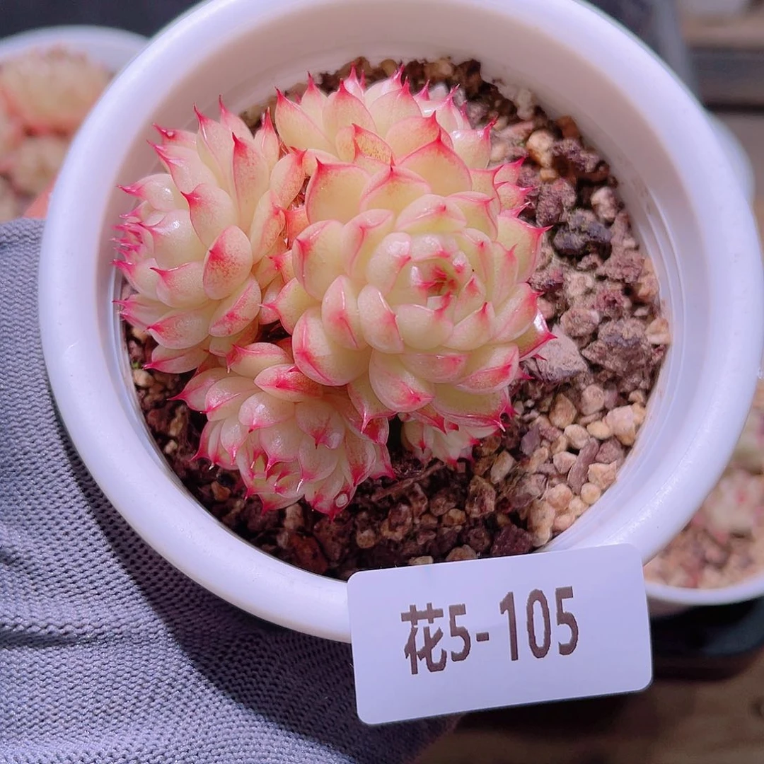花05-105海王群生