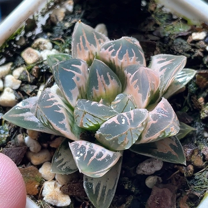 600糊斑花水晶锦特选福利。