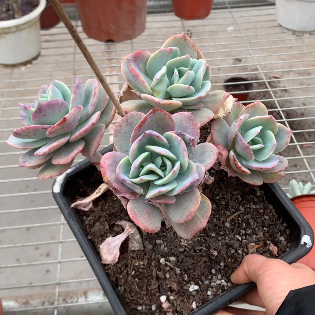 房****1白凤群生一物一拍