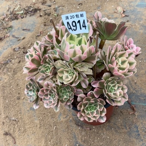 914香妃不包断枝
