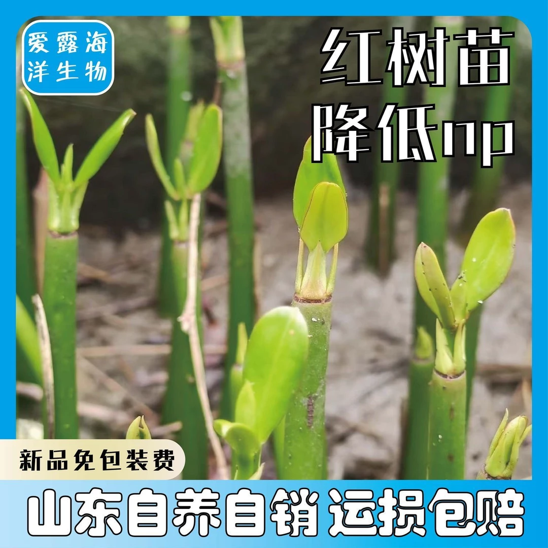 秋茄红树苗木榄苗红海红树林苗海缸造景过滤水质人工培育苗降np