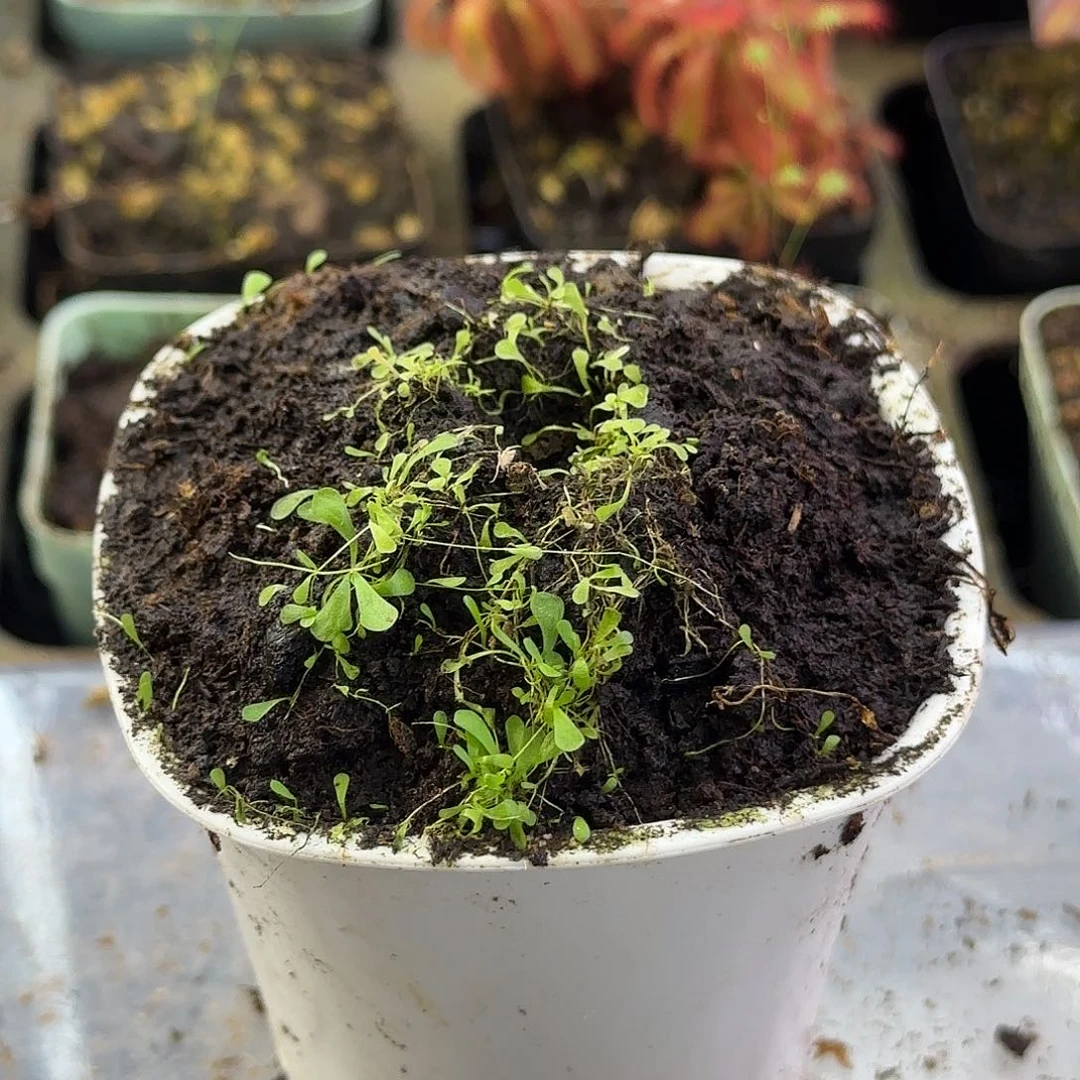 完全开放小白兔狸藻