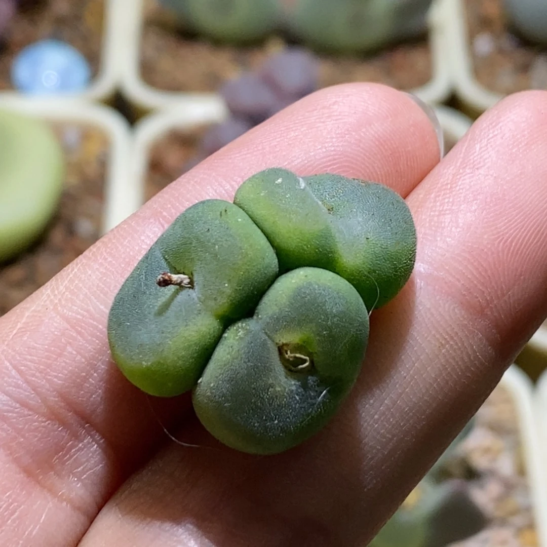 好看好看好看鞋子