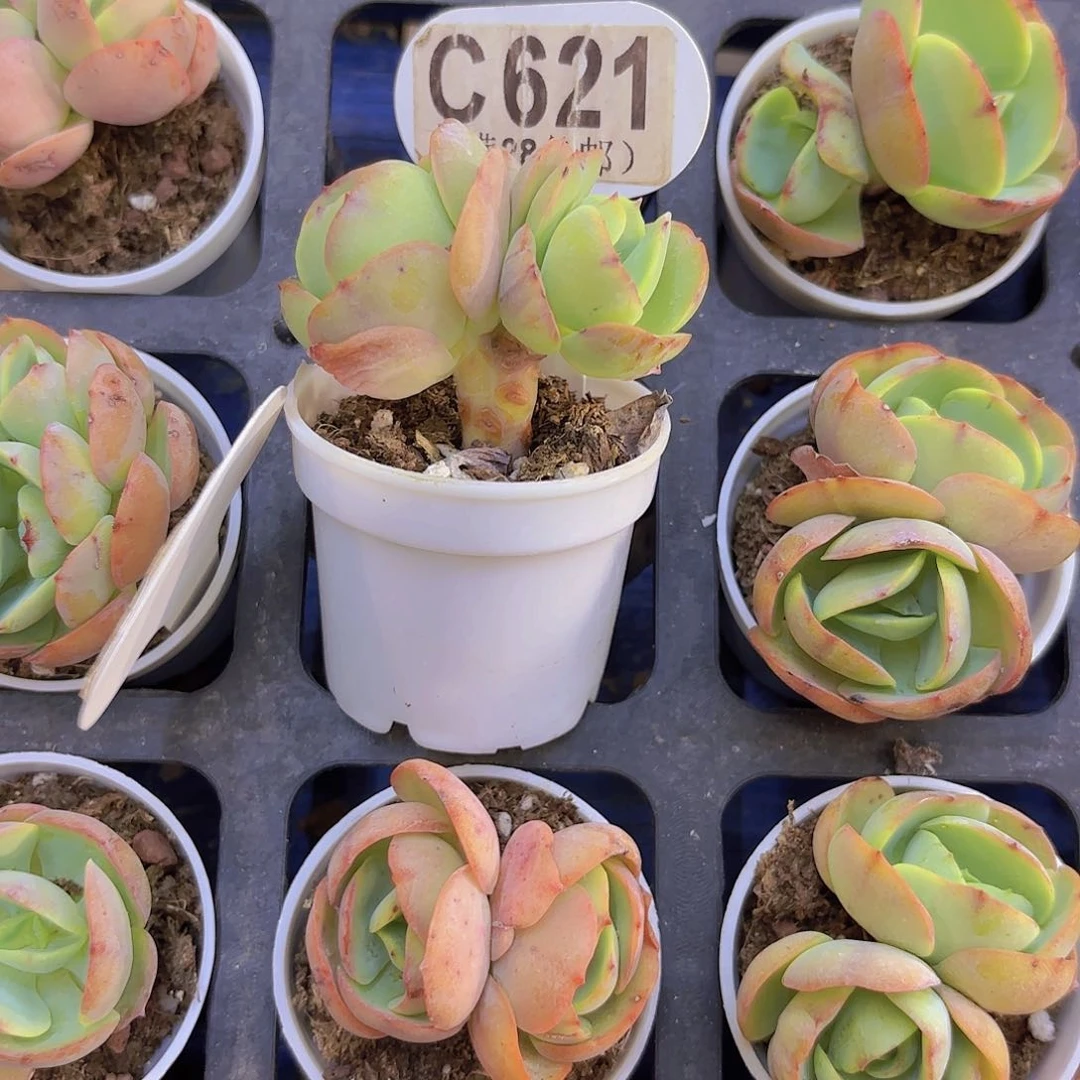 C621碧桃一物一拍