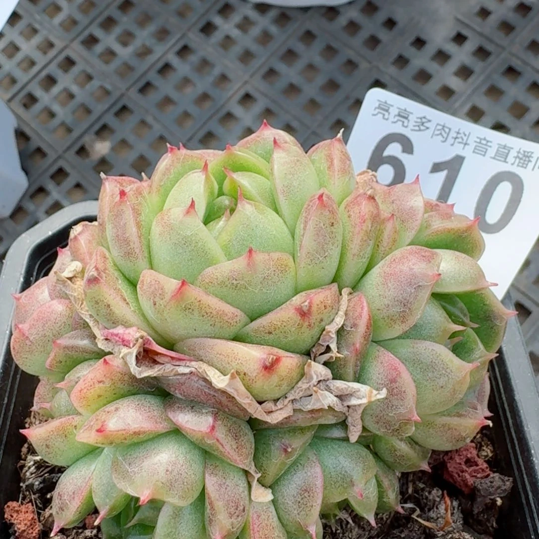 珍妮麦秆群生         精品多肉