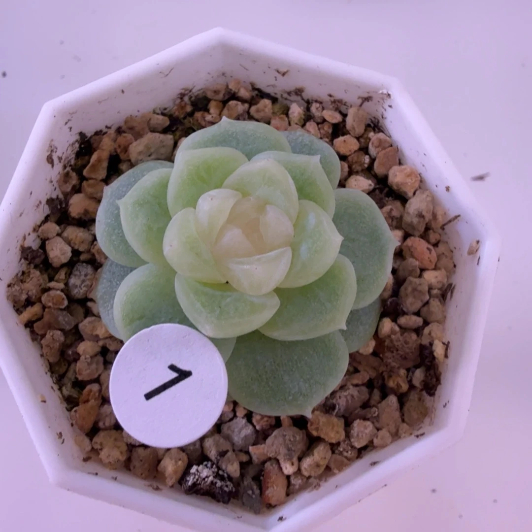 1号无尽月一物一拍