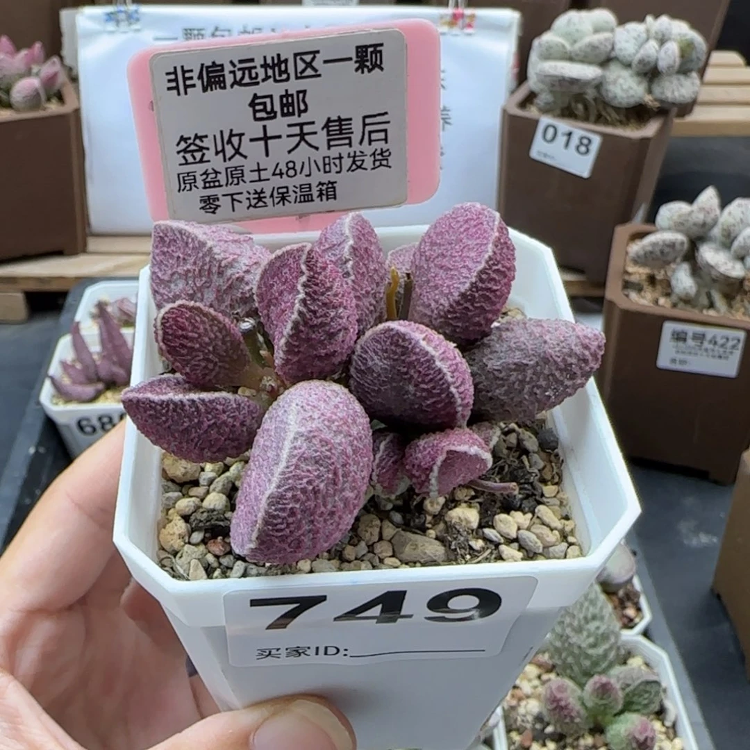 749哈莫猪肝多肉