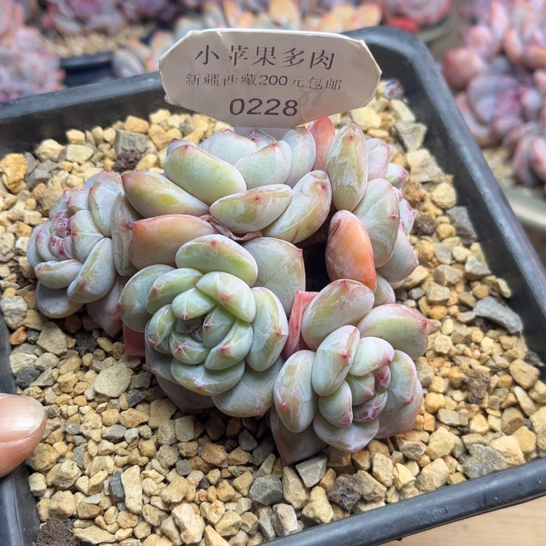 黄底紫心228/10cm5头