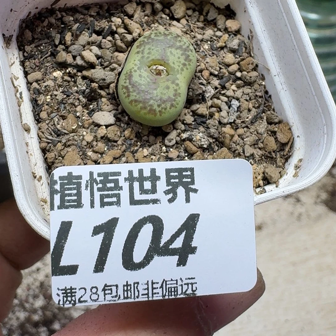 多肉植物的人生ggb