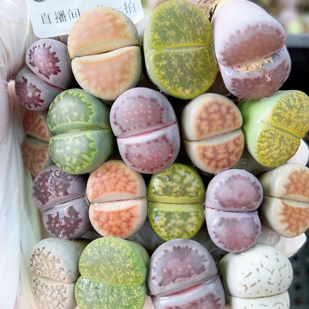 8667 好养易活生石花大母本18个