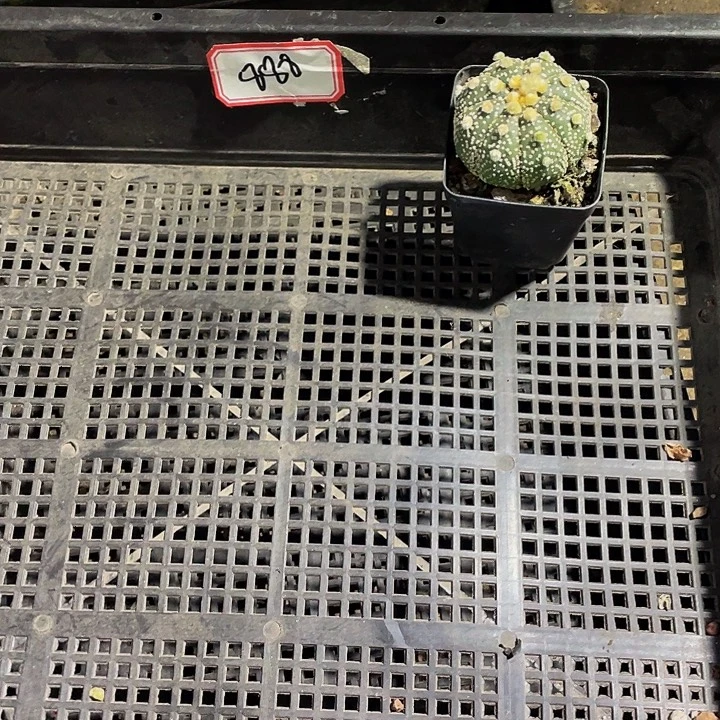 888号筐带盆土发货