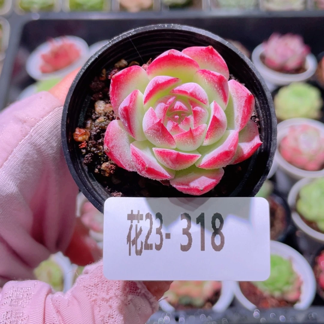 花利美23-318新品