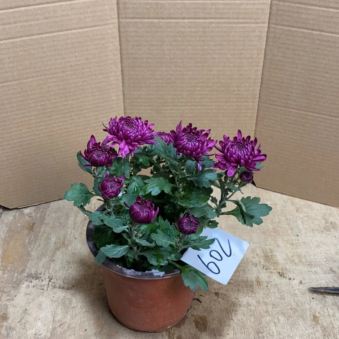 完全开放000000602