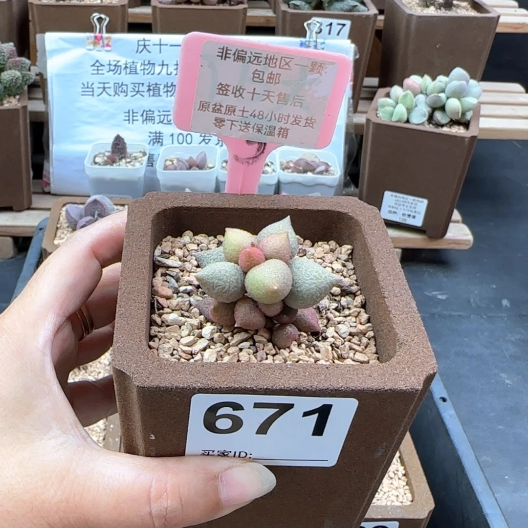 沐*づ671小辣椒多肉植物