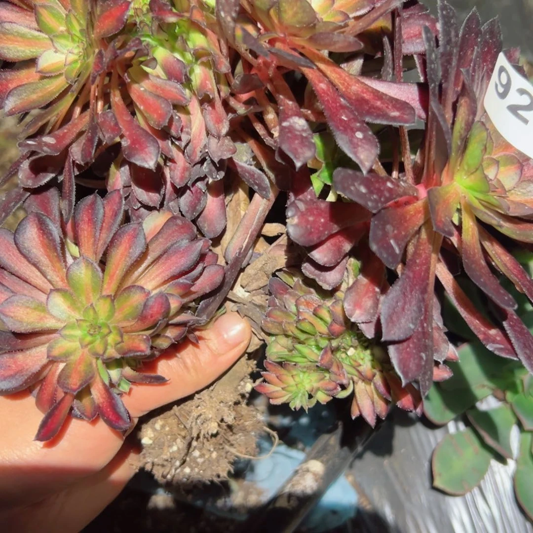 925 号多肉植物法师