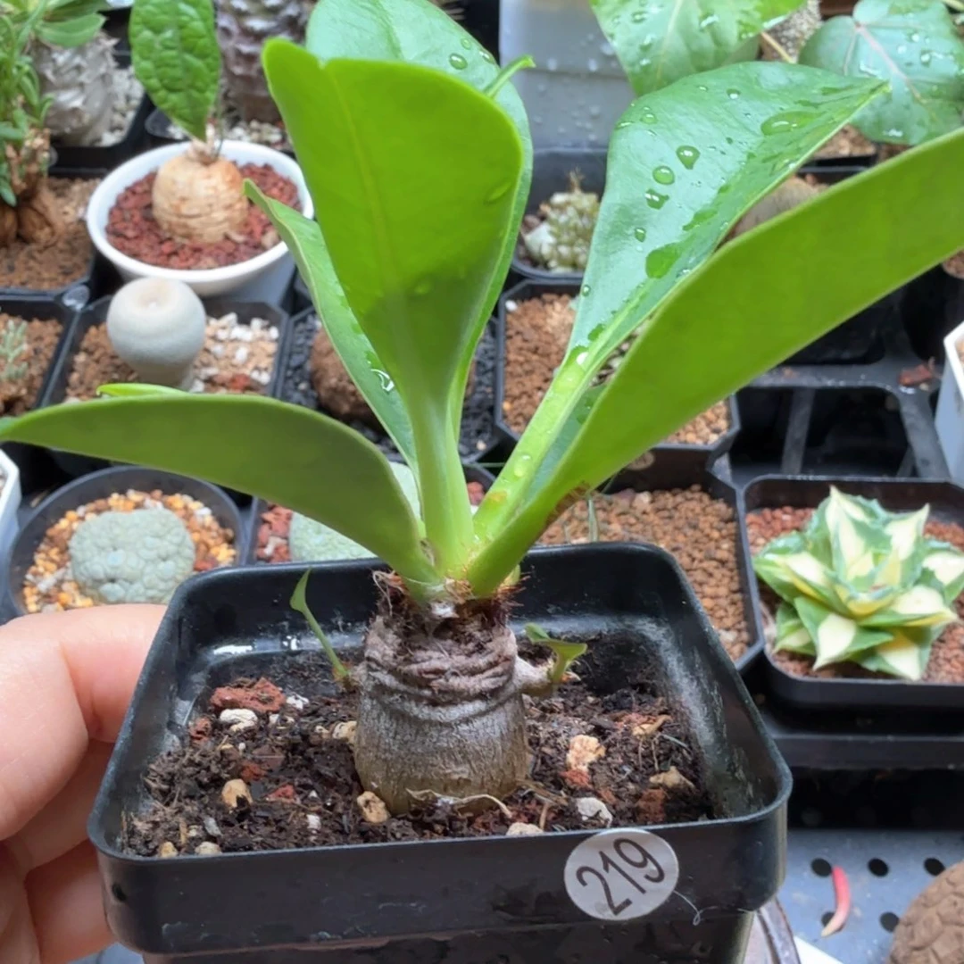 ✘****象鼻大戟219仙人球球