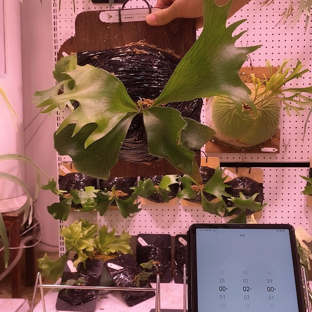 无花朵弗朗明哥鹿角蕨