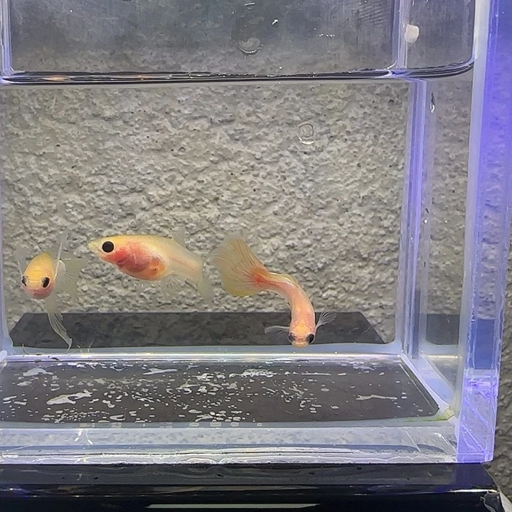 孔雀鱼幻彩普C一组。22号