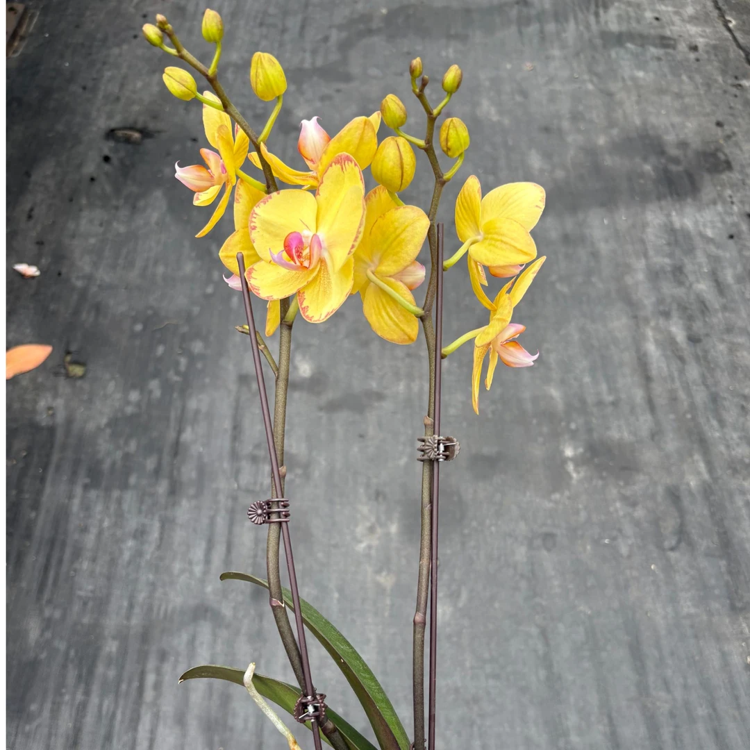 精品蝴蝶兰【黄金万两】