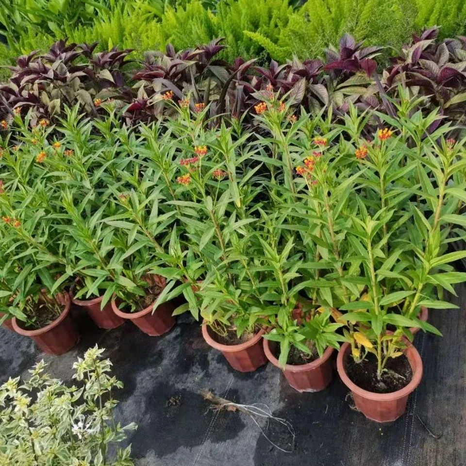 马利筋盆栽带花状元红金凤花芳草花四季庭院花境工程绿化花卉包邮