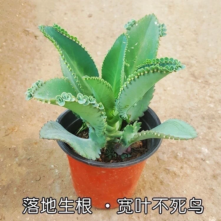 不死鸟多肉植物宽叶不死鸟落地生根公主老桩绿植盆栽花卉室外桌摆