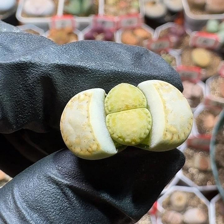 生石花23343。  117