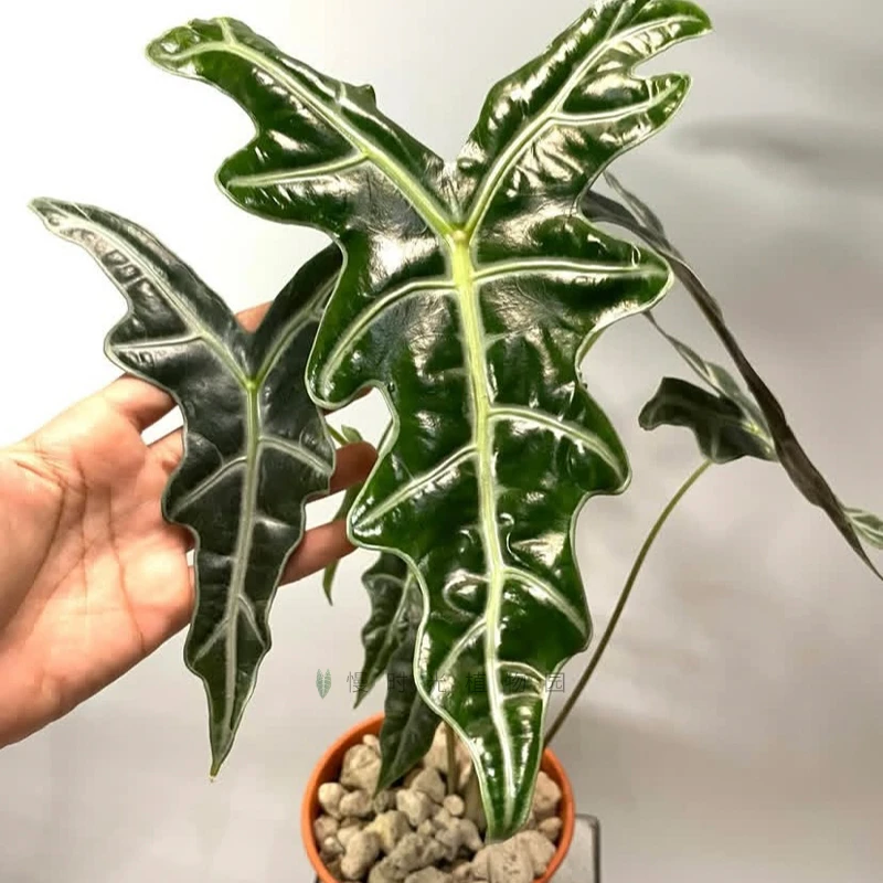 诺比海芋鱼骨泰国杰稀有观叶热植物书房办公室庭院天南星科绿盆栽