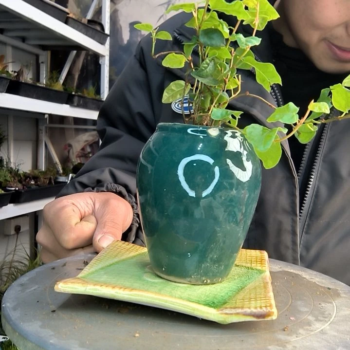 肖*波小盆景小植物一物一拍118