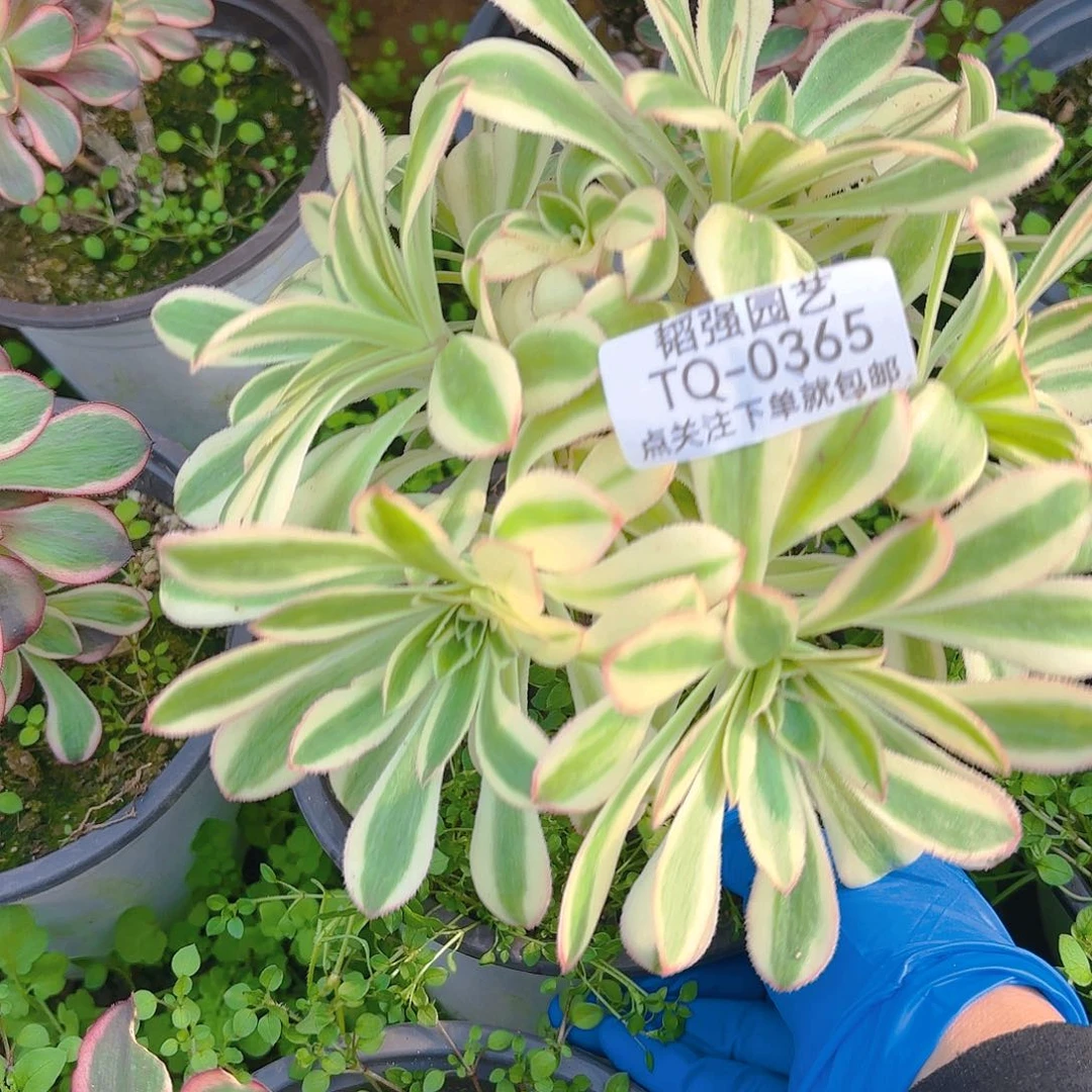 保时捷砍头群多肉植物365