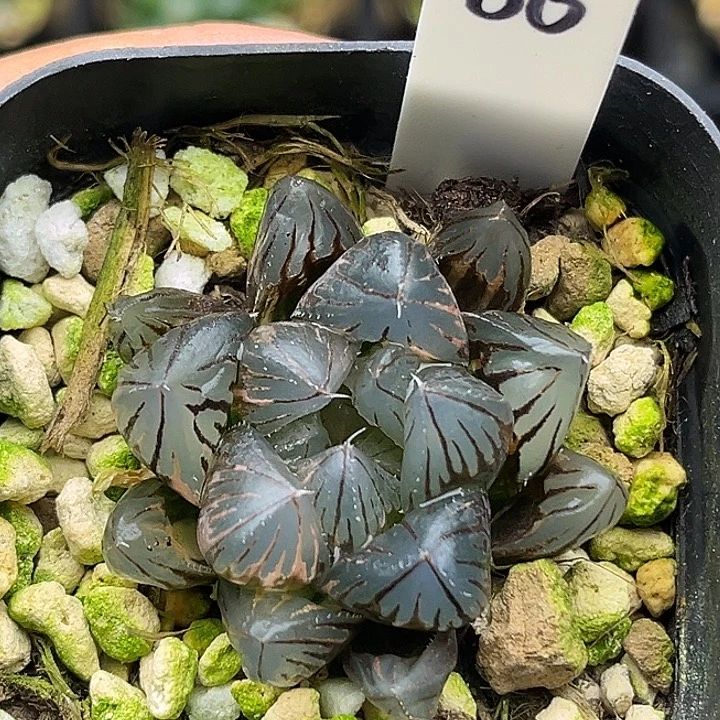 86龙爪玉露锦头家多肉十二卷