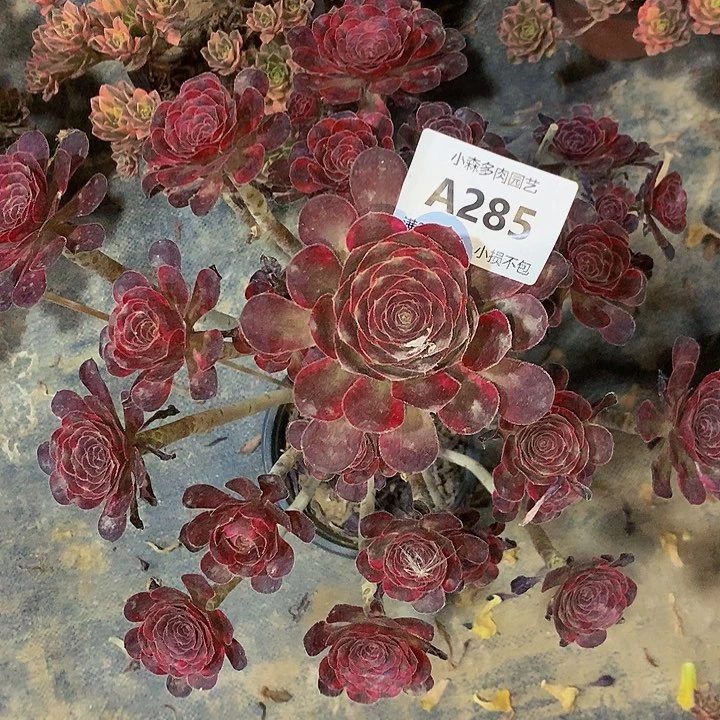 285丽娜多肉888888