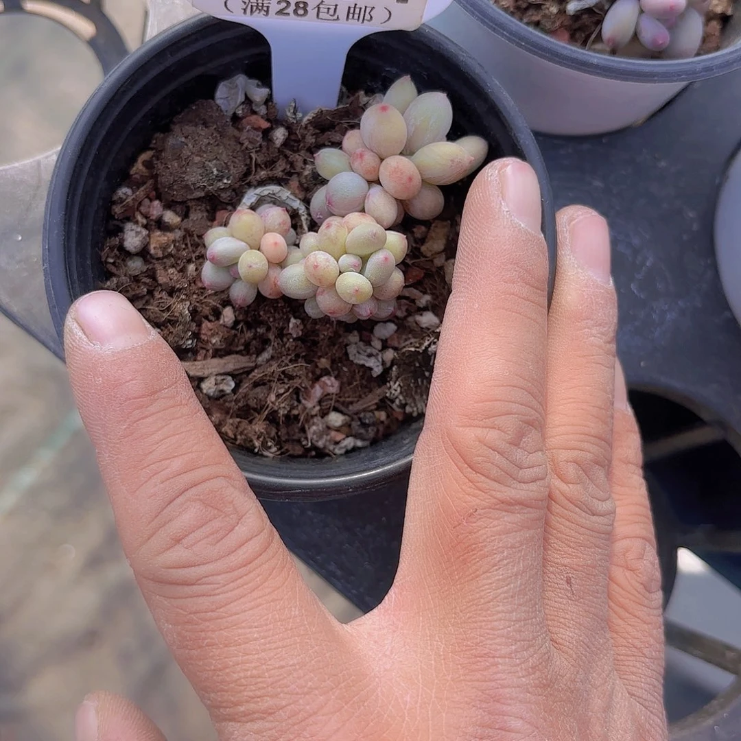 A554萤火虫一物一拍