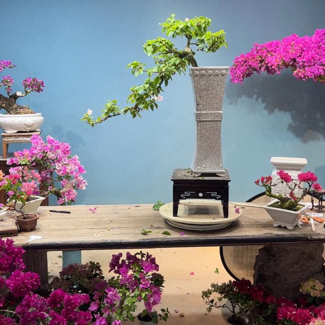 漳红樱瀑布三角梅精品盆景一物一拍（全国包邮）