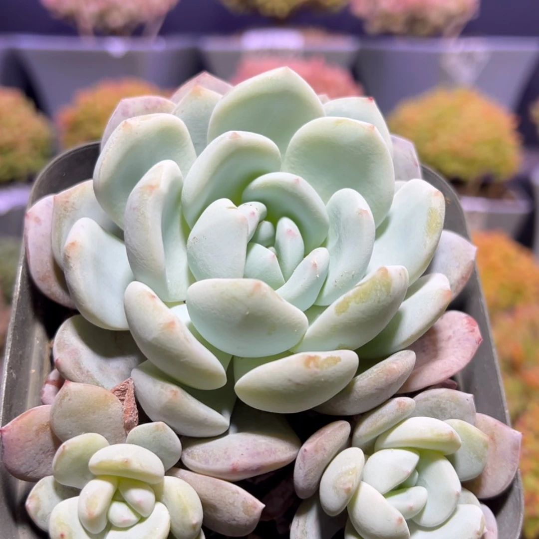 【闪购商品】养***手d876大橙子脱土发