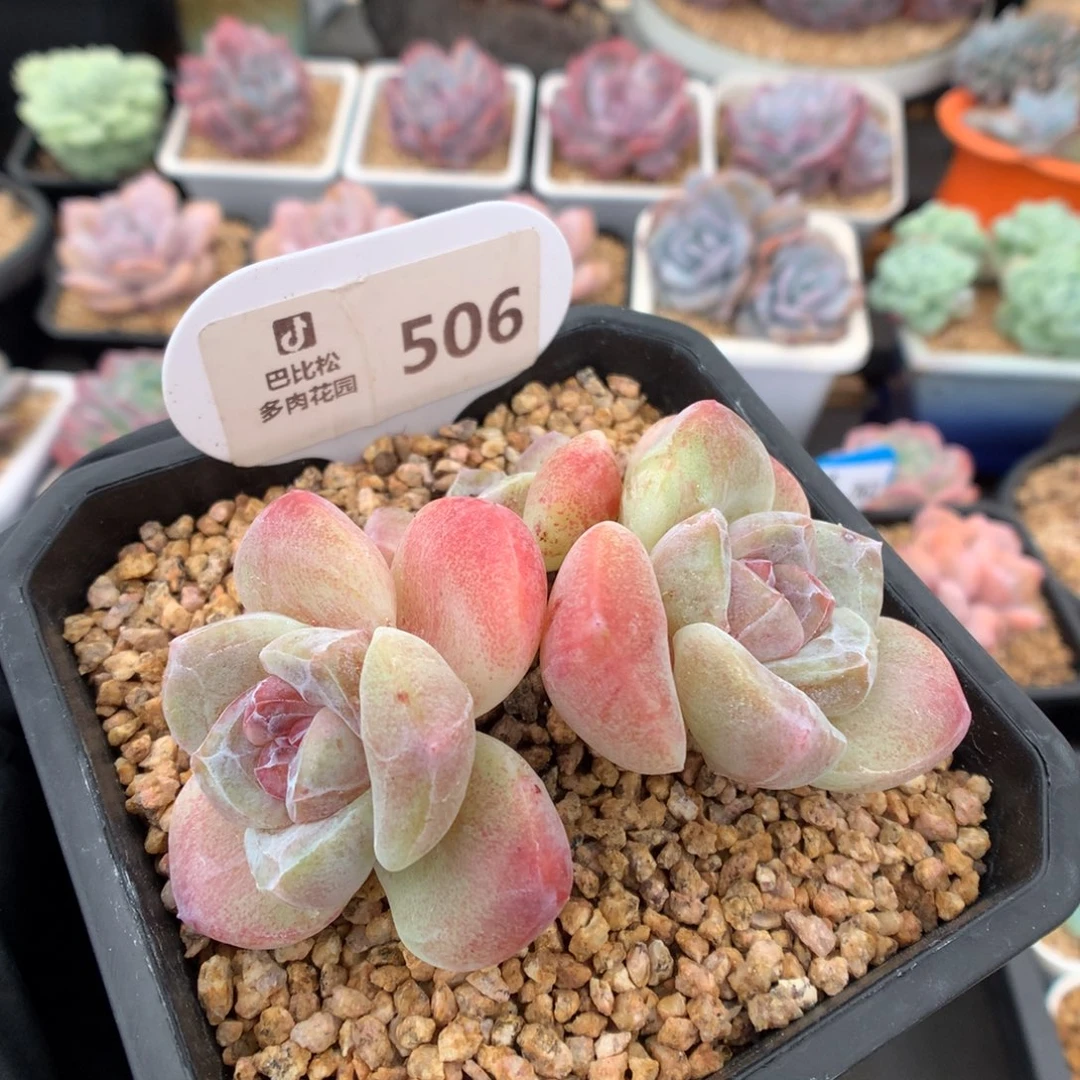 倪***子506 冰玉石化多肉