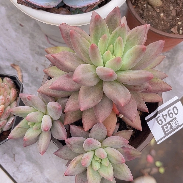 水晶球0949多肉植物