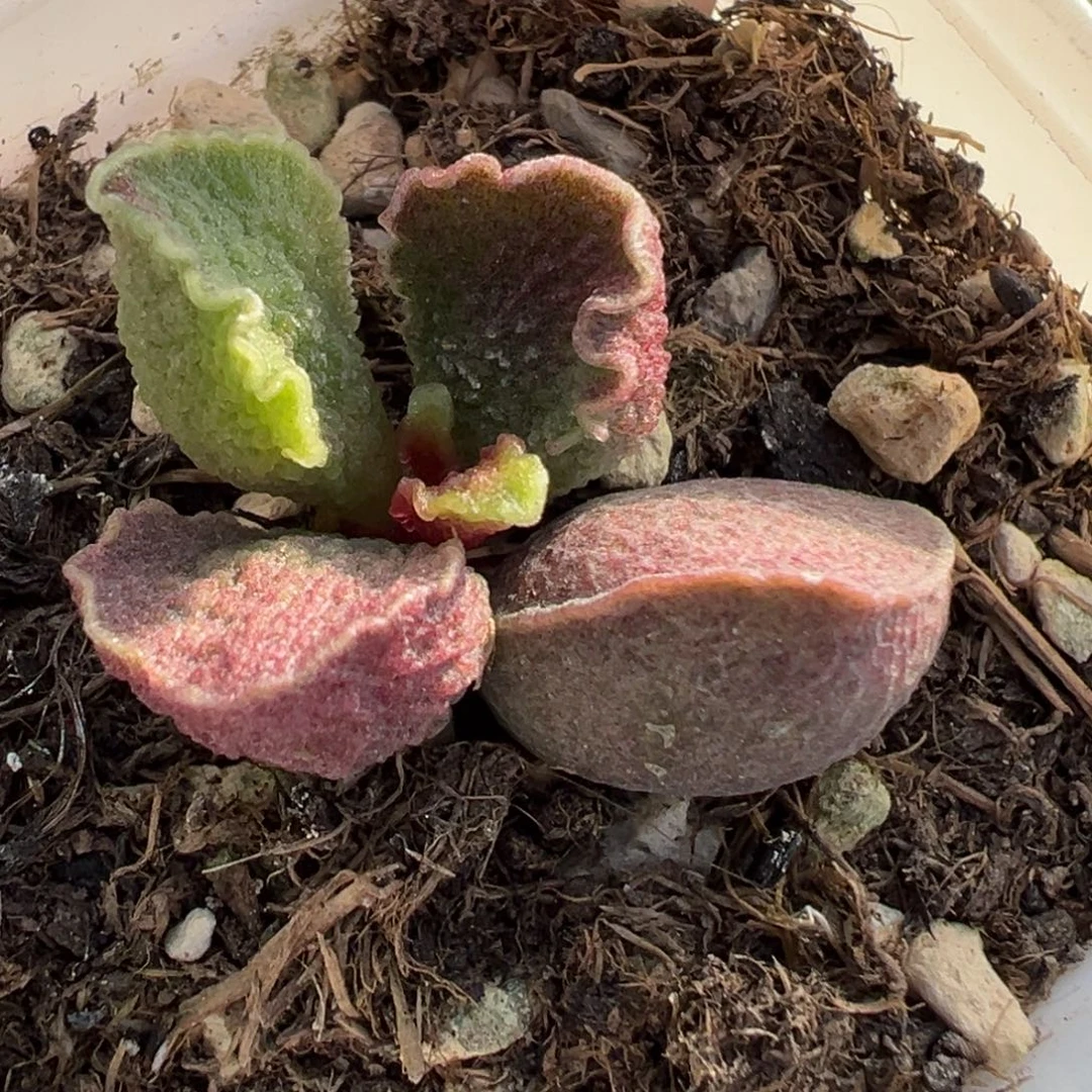 波浪纹实生多肉植物