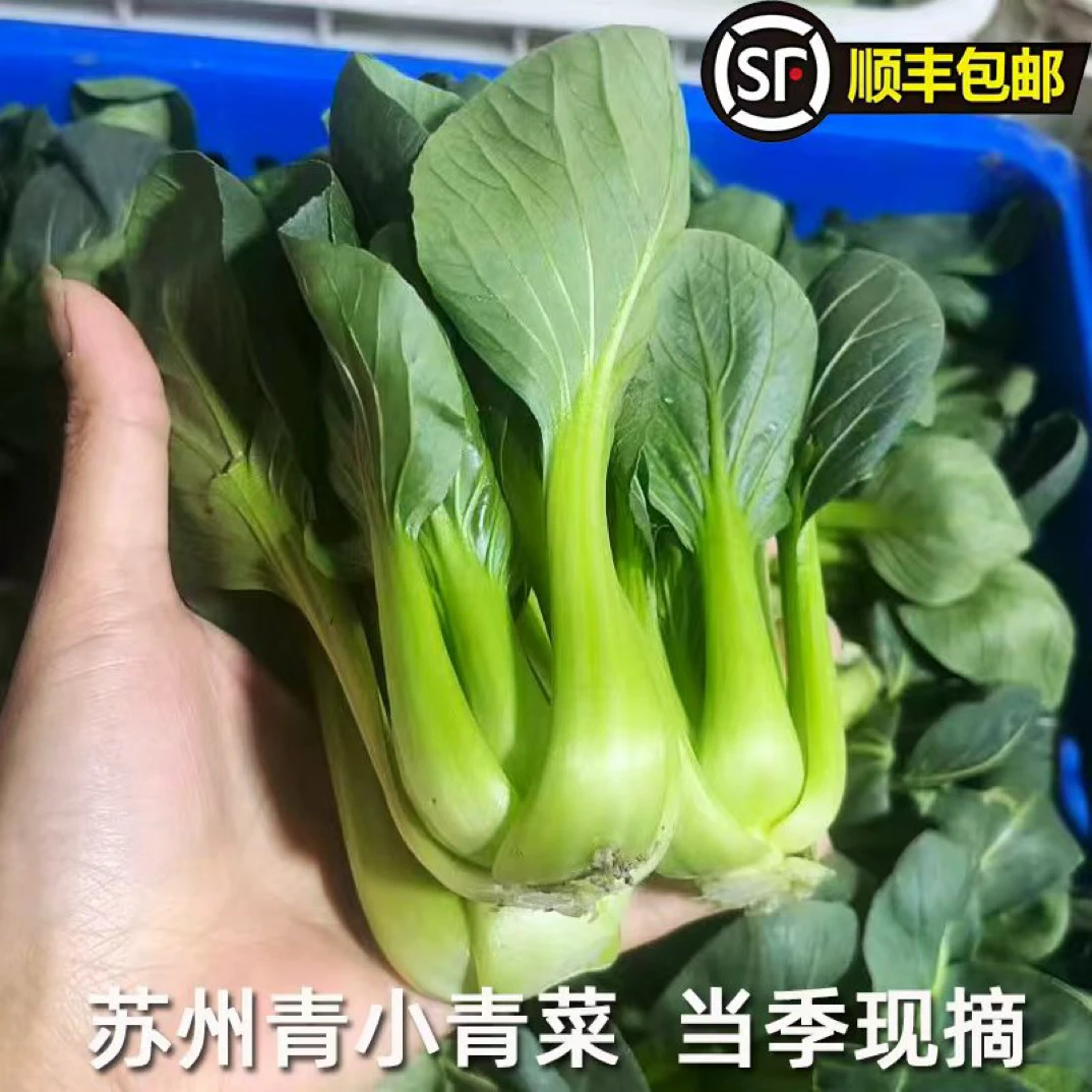 顺丰包邮新鲜苏州青小油菜农家现摘小青菜