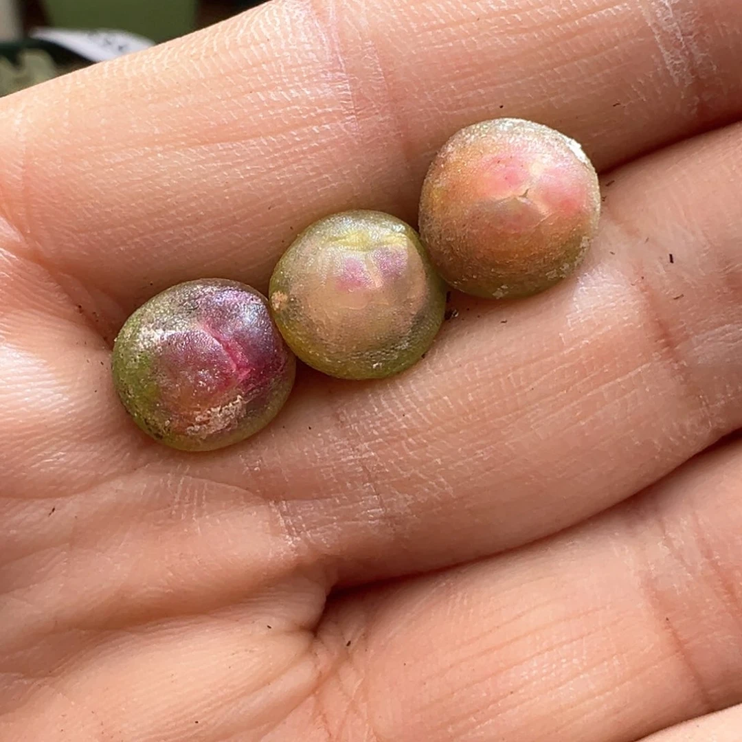 603。万赞福利。紫皮拉登 单颗量拍