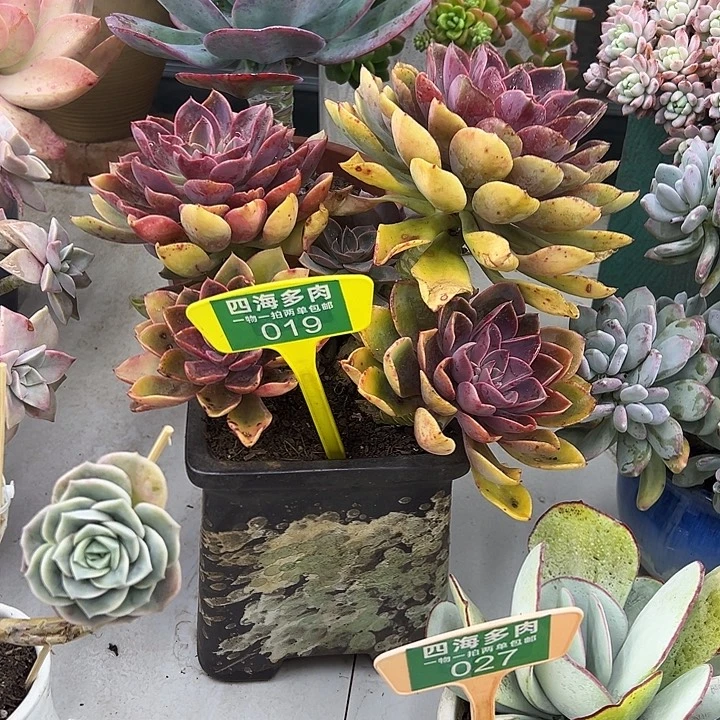 用***6琼斯多肉植物群落019