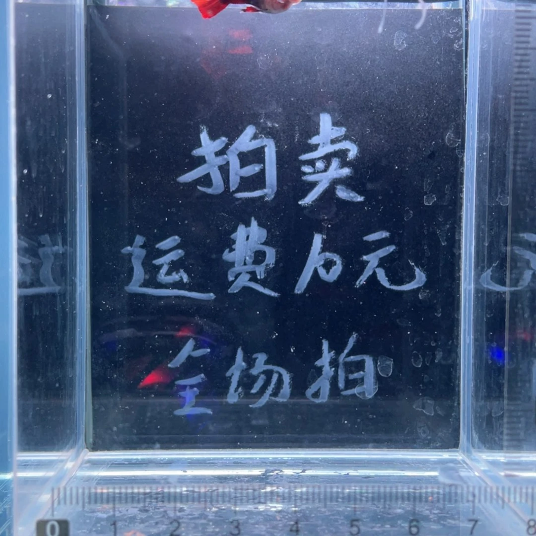 孔雀鱼越南红扇玻璃猫大C一对