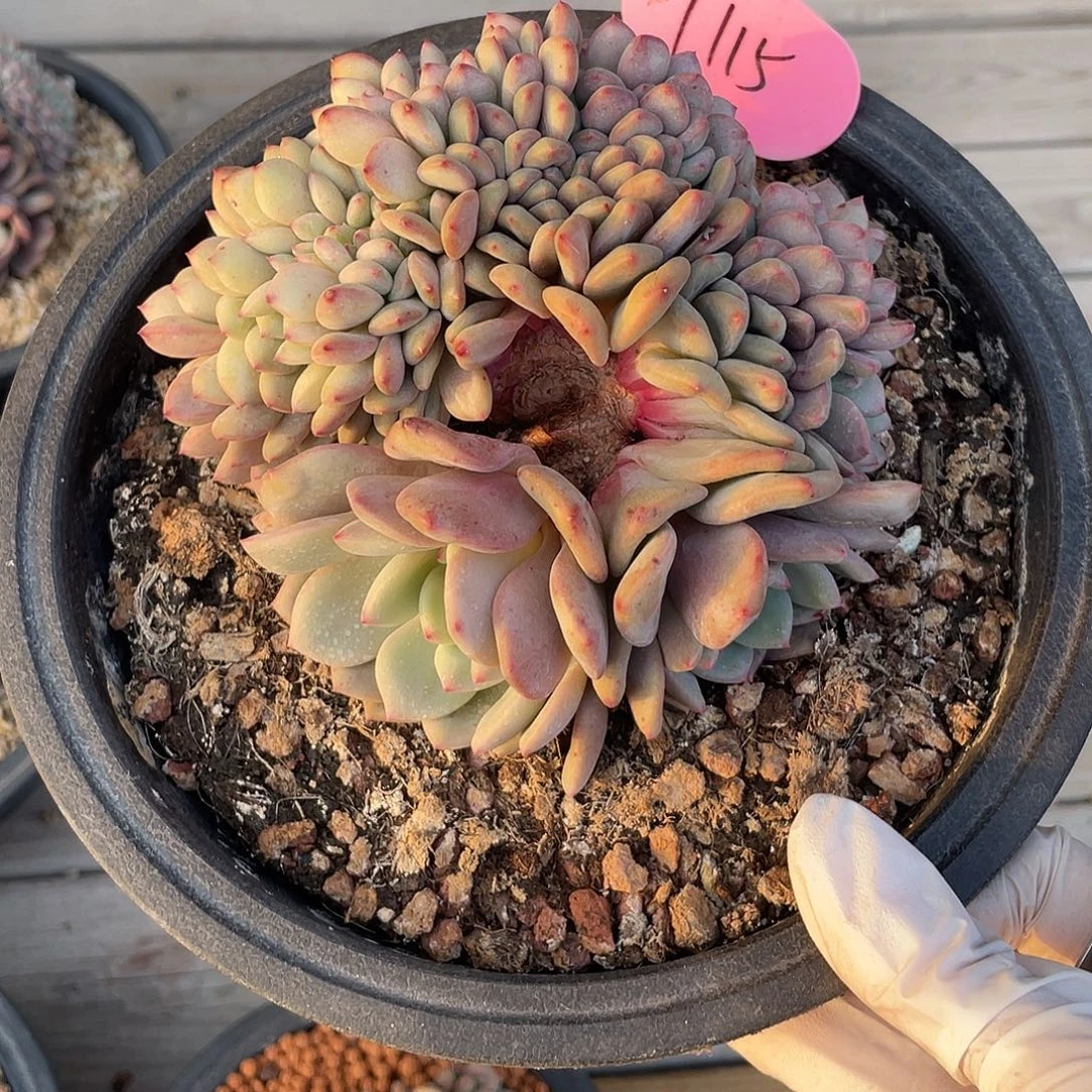 爱丽儿缀化，实生，无砍无摘