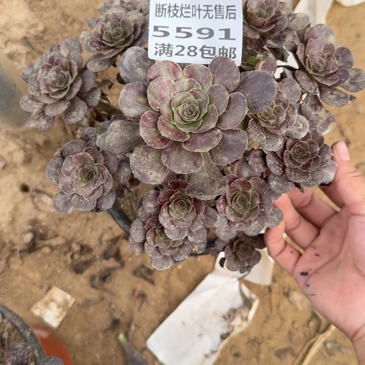 5591二号棚黑钻多肉A