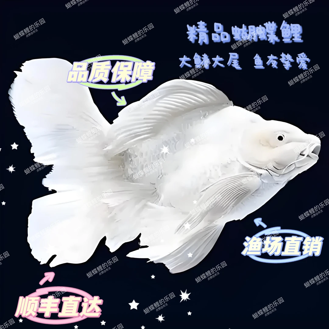 18-20尺寸狮子头蝴蝶鲤纯种石膏白赛级白色球短体淡水精品