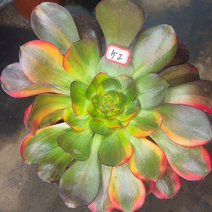 巫毒七彩单头52多肉植物