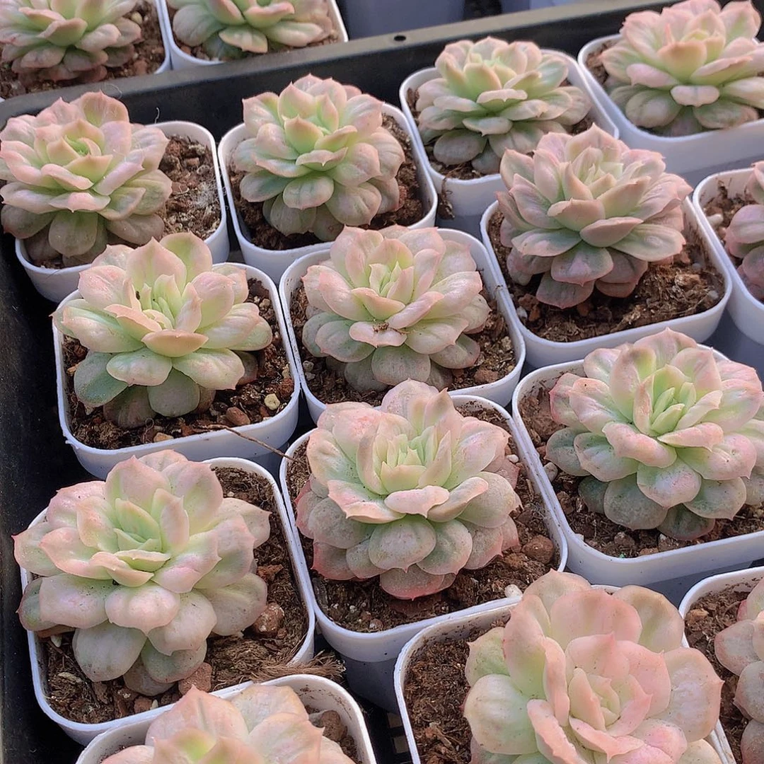 泡泡纱裙3457789990000