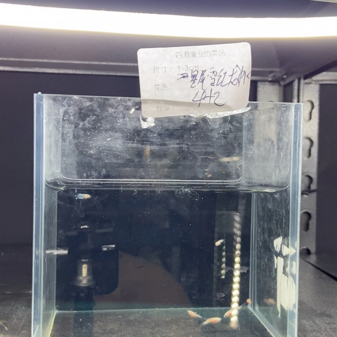 斗鱼包活不包损所见即所得339