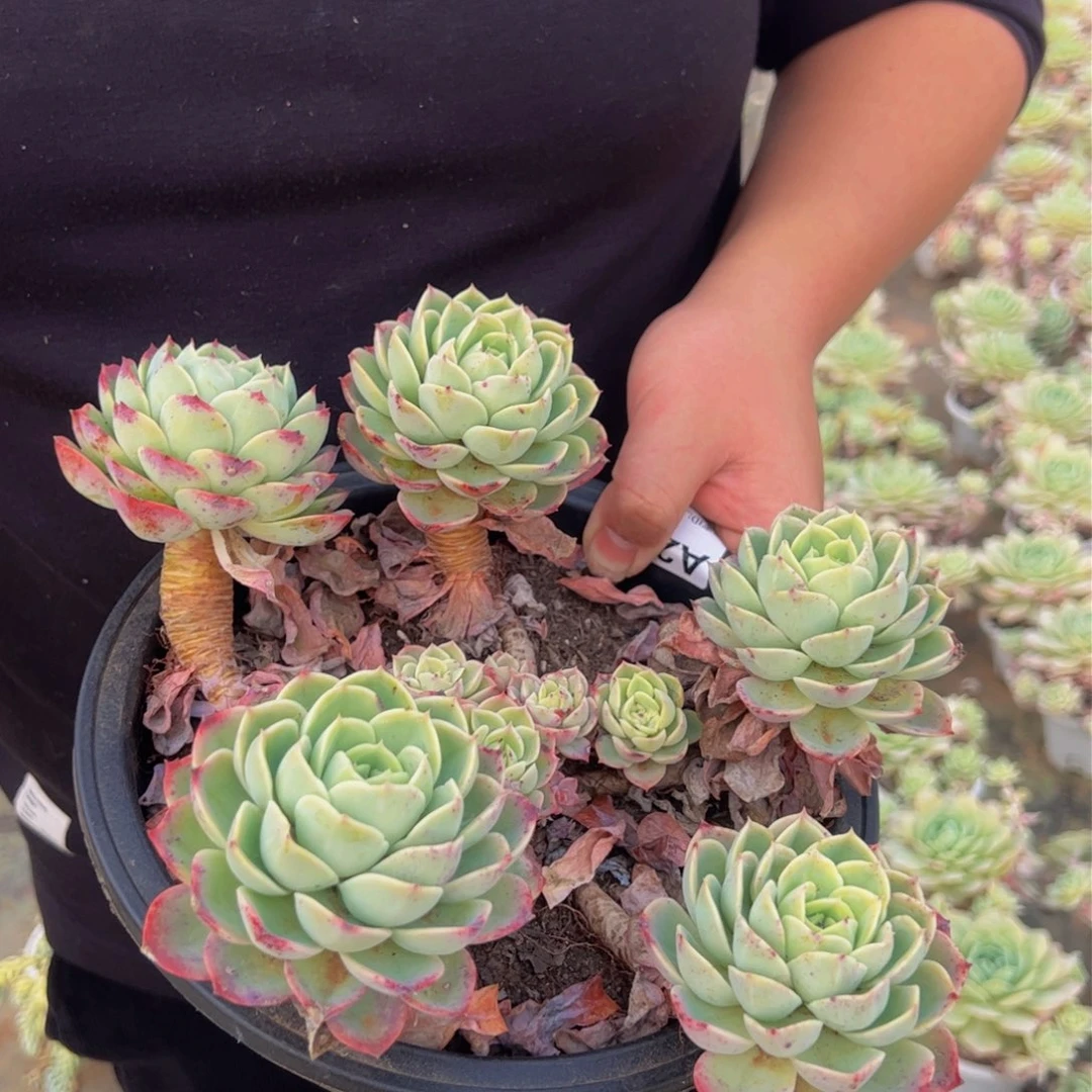 哈密瓜大盆多肉植物五头起