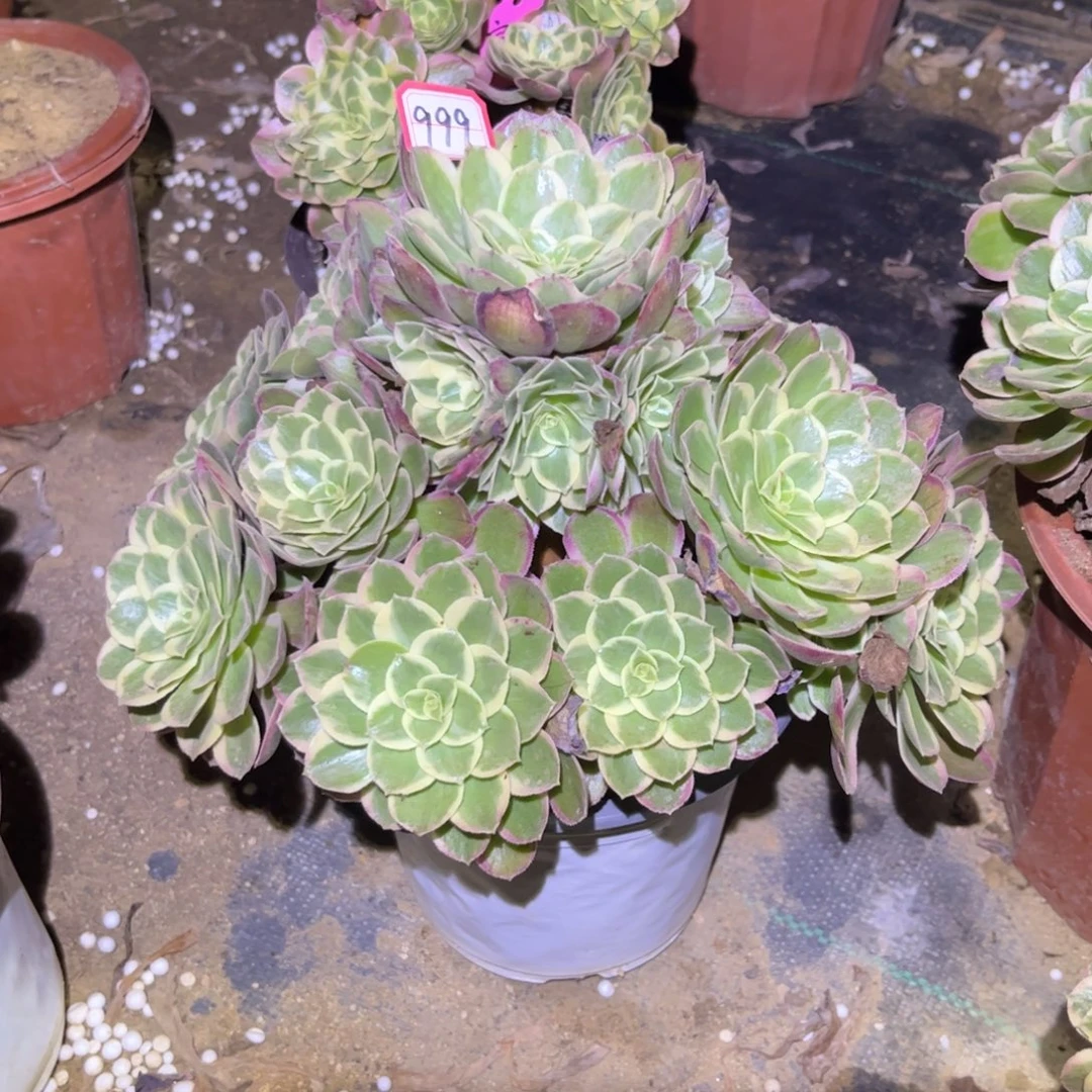 999多肉植物孔雀翎