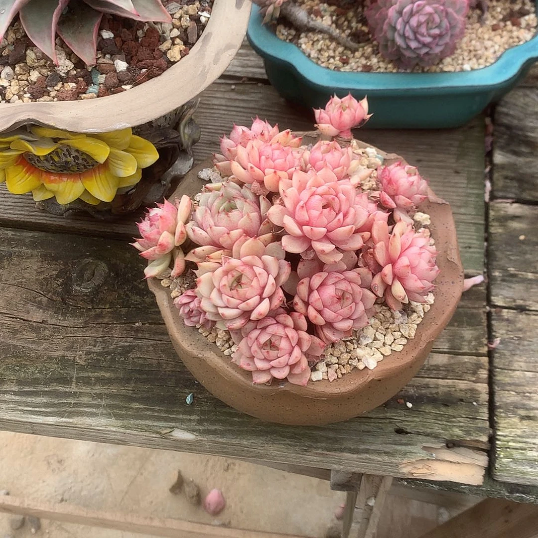 铮**上本吧多肉植物脱土